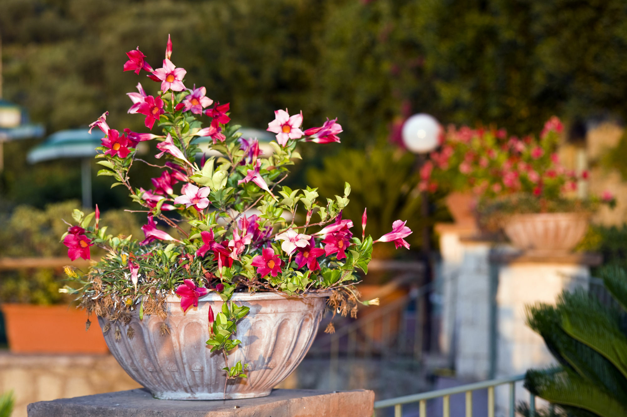 Hotel Poggio Del Sole Forio di Ischia 外观 照片
